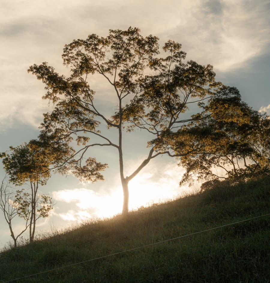 A gum tree on a hillside against the setting sun